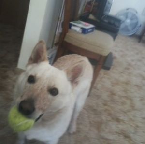 Meet your Posher, Loren